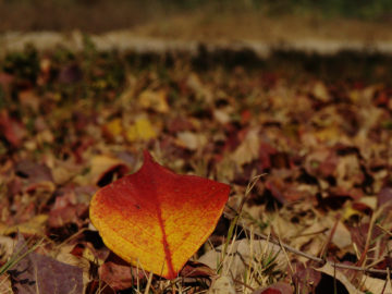 sad-autumn